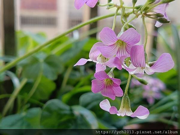 漂亮可愛又平易近人的紫花酢漿草