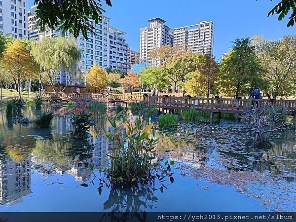 新北新莊幸福站景點／走三分鐘即可賞落羽松／頭前運動公園