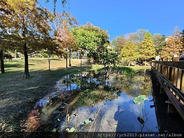 新北新莊幸福站景點／走三分鐘即可賞落羽松／頭前運動公園