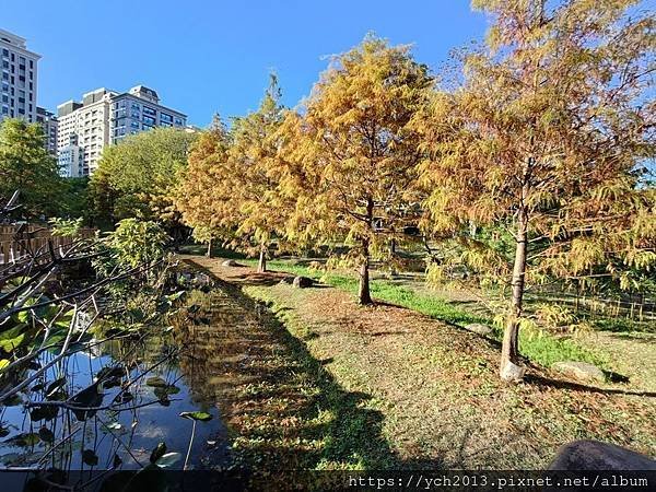 新北新莊幸福站景點／走三分鐘即可賞落羽松／頭前運動公園