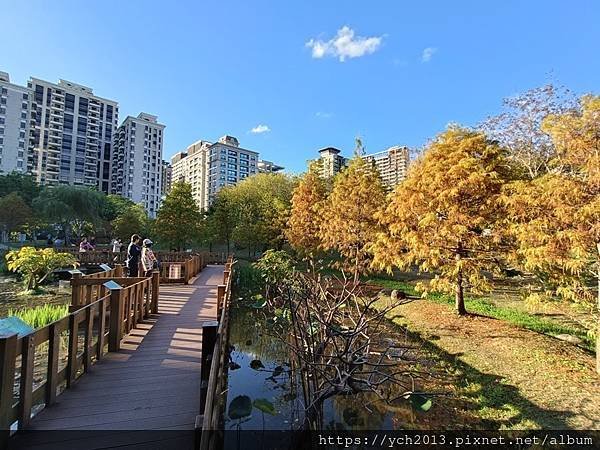 新北新莊幸福站景點／走三分鐘即可賞落羽松／頭前運動公園