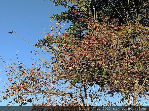 新北新莊幸福站景點／走三分鐘即可賞落羽松／頭前運動公園