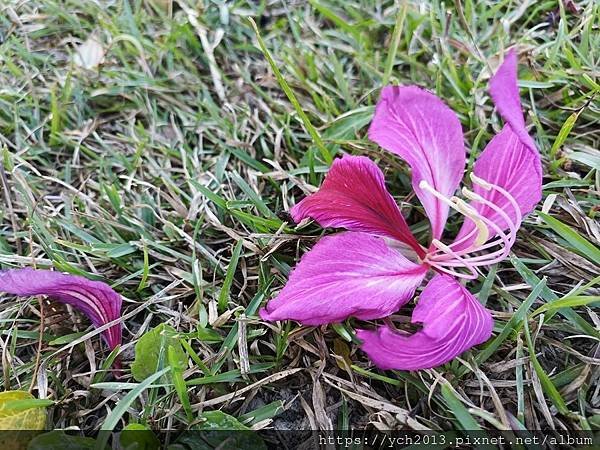 新北新莊幸福站景點／走三分鐘即可賞落羽松／頭前運動公園