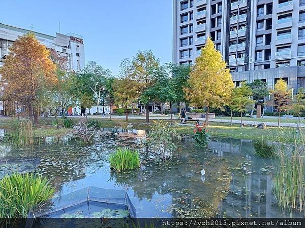 新北新莊幸福站景點／走三分鐘即可賞落羽松／頭前運動公園