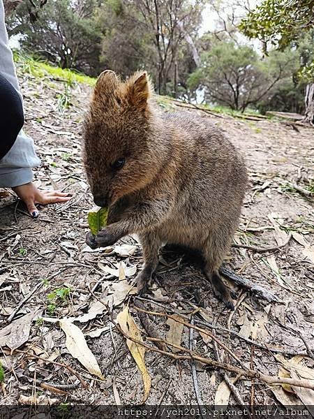 西澳伯斯離島羅特尼斯島Rottnest Island漫步／遇