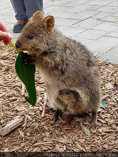 西澳伯斯離島羅特尼斯島Rottnest Island漫步／遇