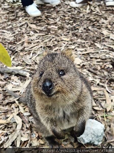 西澳伯斯離島羅特尼斯島Rottnest Island漫步／遇