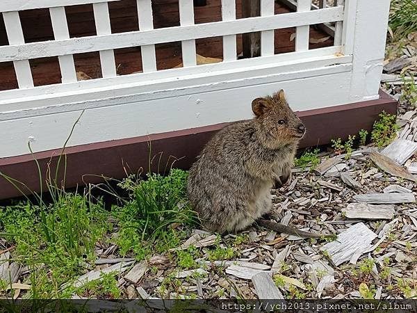 西澳伯斯離島羅特尼斯島Rottnest Island漫步／遇