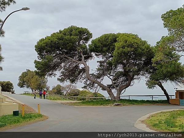 西澳伯斯離島羅特尼斯島Rottnest Island漫步／遇