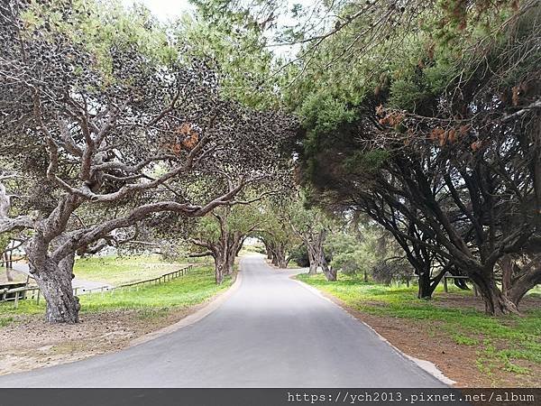 西澳伯斯離島羅特尼斯島Rottnest Island漫步／遇