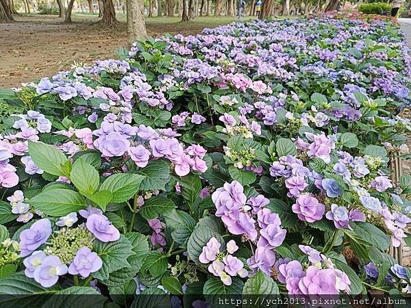 2024台北杜鵑花季在大安森林公園繽紛登場