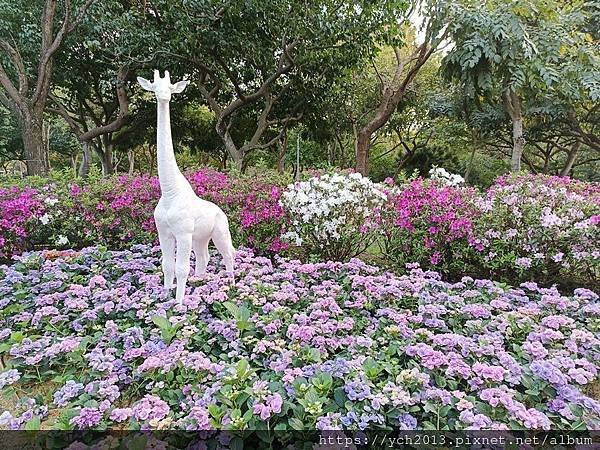 2024台北杜鵑花季在大安森林公園繽紛登場