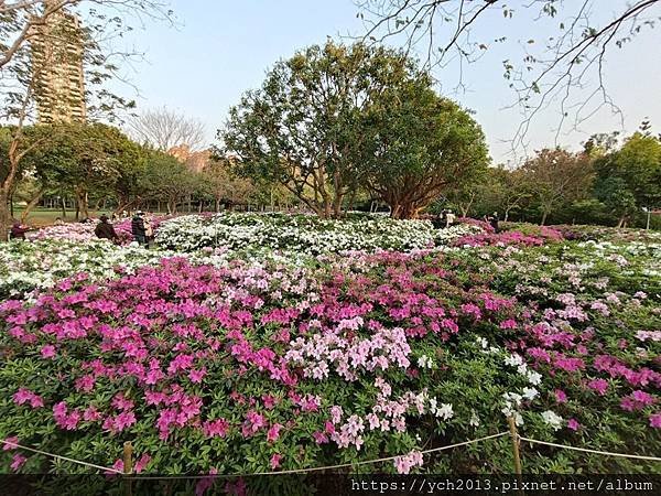 2024台北杜鵑花季在大安森林公園繽紛登場