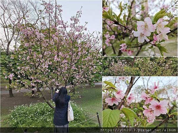 2024台北杜鵑花季在大安森林公園繽紛登場