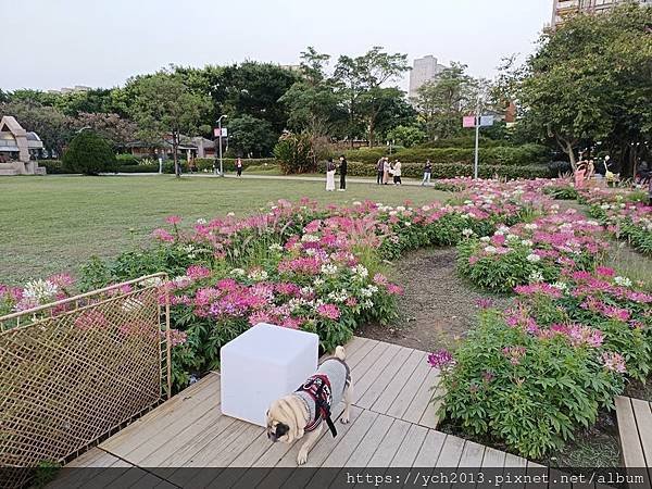 2024台北杜鵑花季在大安森林公園繽紛登場