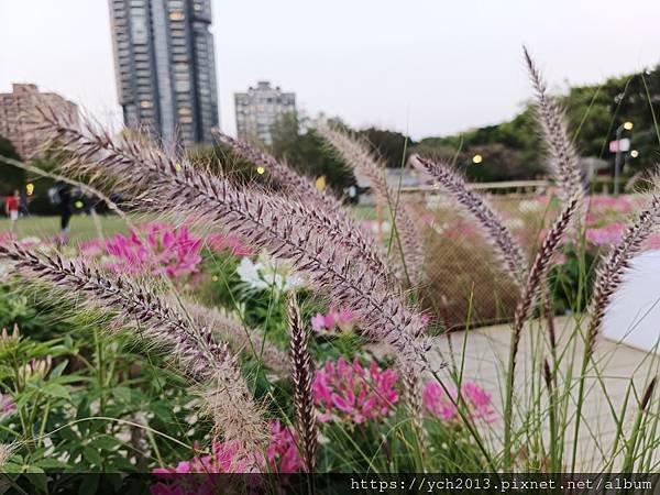 2024台北杜鵑花季在大安森林公園繽紛登場