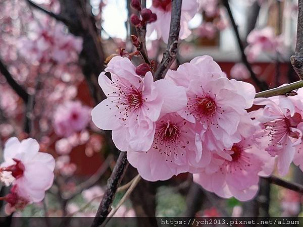 Sandalford酒莊午餐、餐後逛逛隔壁Mandoon E