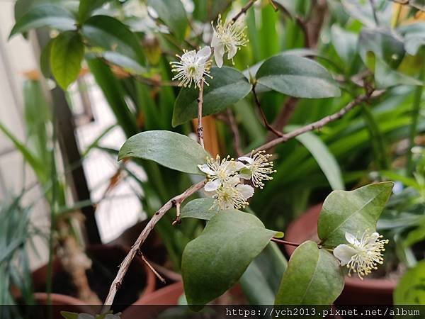 八角櫻桃開花了