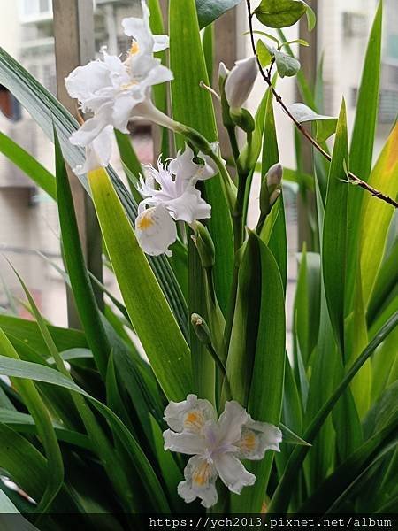 低調優雅的日本鳶尾開花了