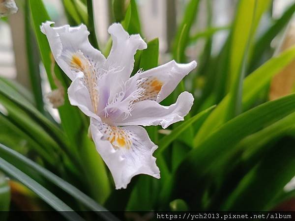 低調優雅的日本鳶尾開花了