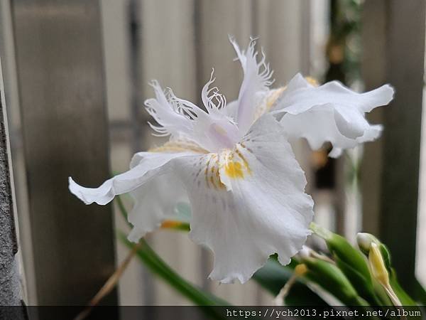 低調優雅的日本鳶尾開花了