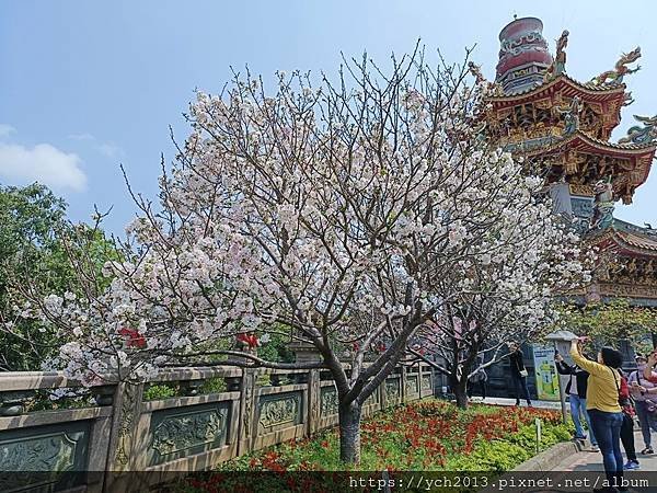 新北林口竹林山觀音寺祈福賞櫻