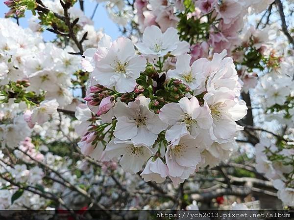 新北林口竹林山觀音寺祈福賞櫻