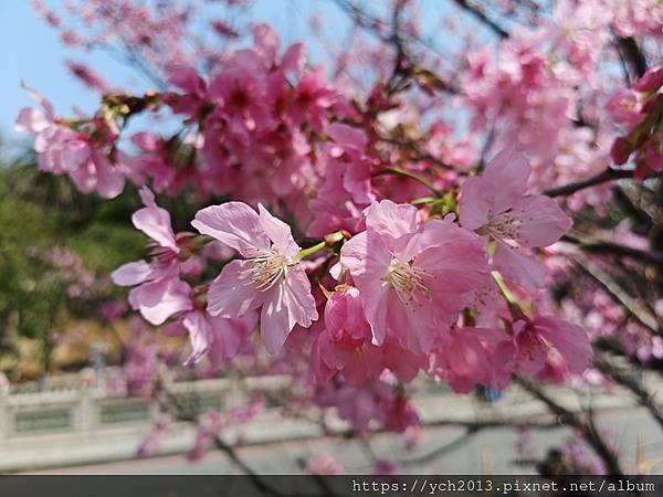 新北林口竹林山觀音寺祈福賞櫻