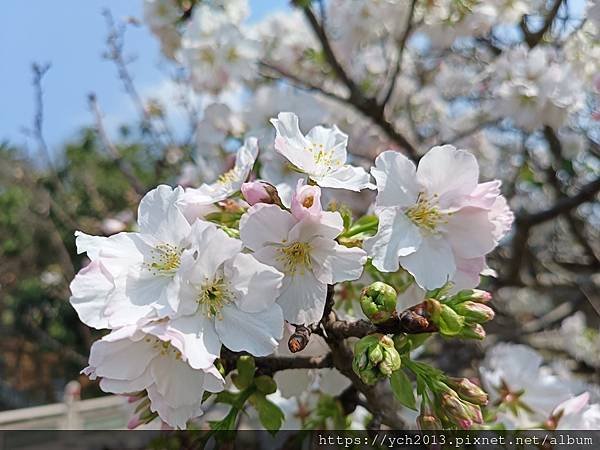 新北林口竹林山觀音寺祈福賞櫻