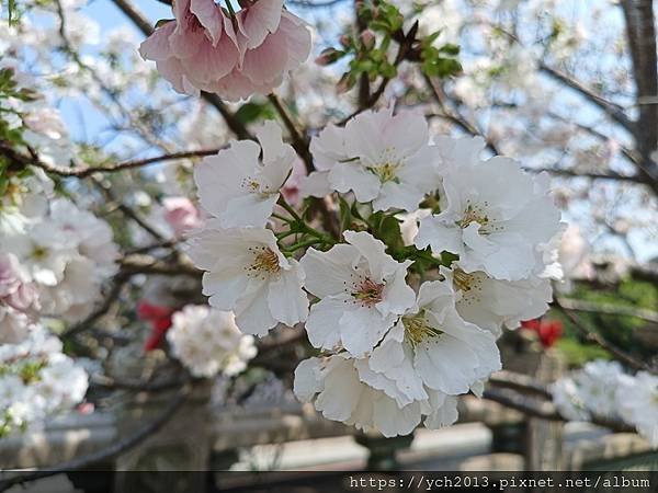 新北林口竹林山觀音寺祈福賞櫻