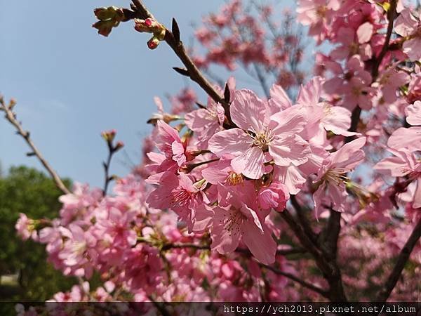 新北林口竹林山觀音寺祈福賞櫻