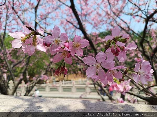 新北林口竹林山觀音寺祈福賞櫻