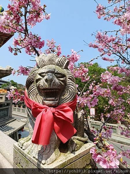 新北林口竹林山觀音寺祈福賞櫻