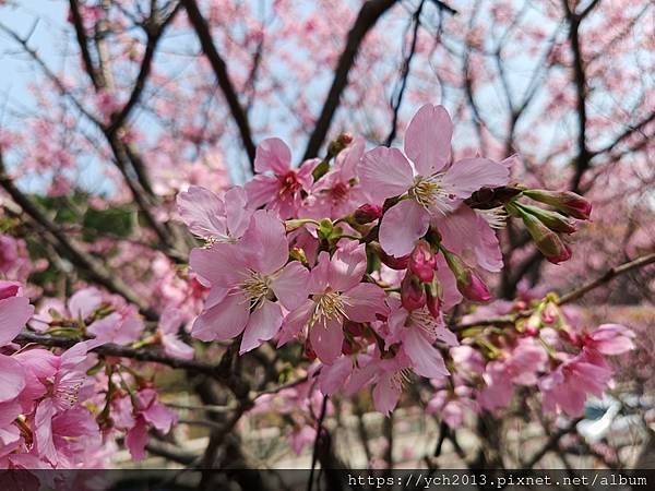 新北林口竹林山觀音寺祈福賞櫻