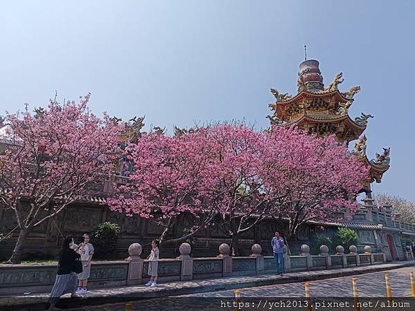 新北林口竹林山觀音寺祈福賞櫻