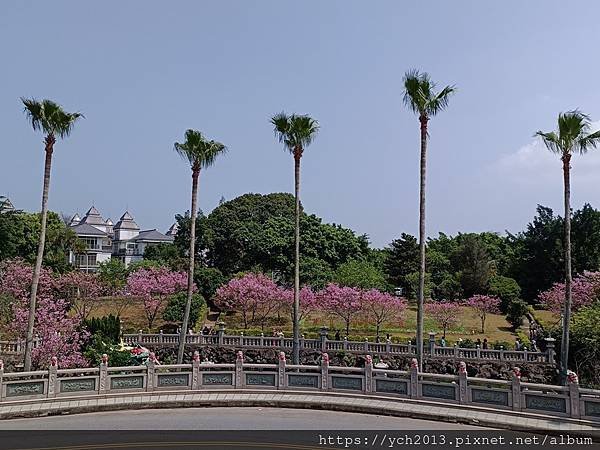 新北林口竹林山觀音寺祈福賞櫻