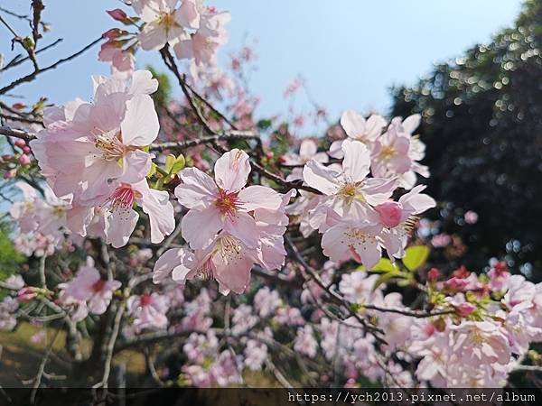 新北林口竹林山觀音寺祈福賞櫻