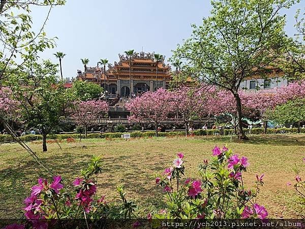 新北林口竹林山觀音寺祈福賞櫻