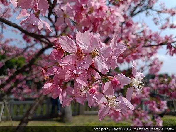 新北林口竹林山觀音寺祈福賞櫻