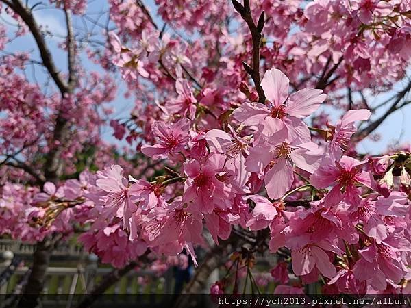 新北林口竹林山觀音寺祈福賞櫻