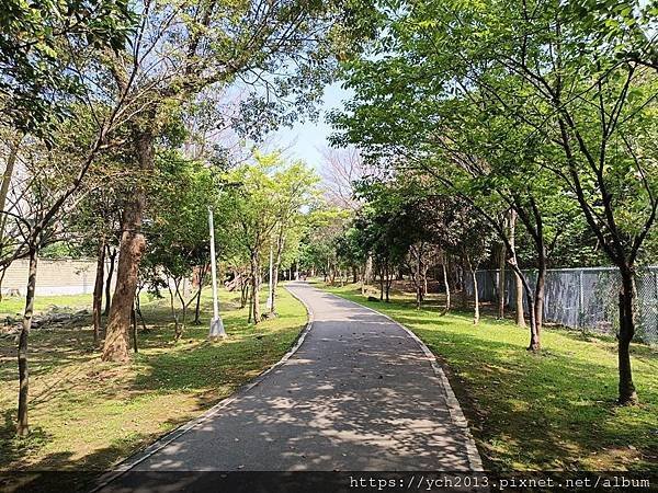 新北林口樂活公園／捷運主題公園綠帶賞黃金風鈴木