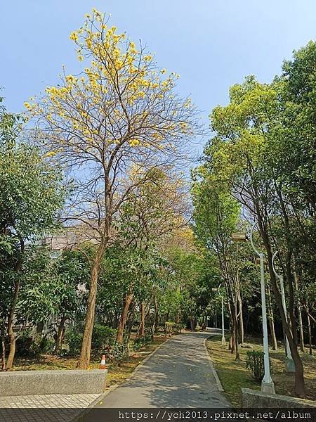 新北林口樂活公園／捷運主題公園綠帶賞黃金風鈴木