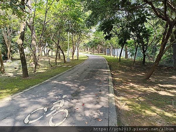 新北林口樂活公園／捷運主題公園綠帶賞黃金風鈴木