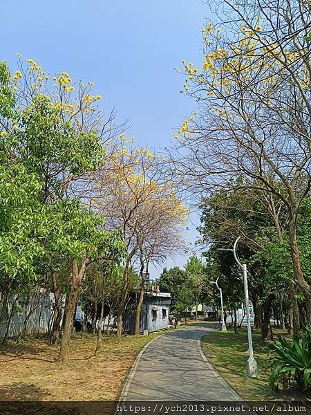 新北林口樂活公園／捷運主題公園綠帶賞黃金風鈴木