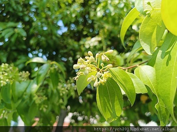 新北林口樂活公園／捷運主題公園綠帶賞黃金風鈴木