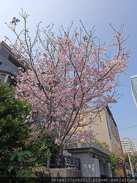 新北林口樂活公園／捷運主題公園綠帶賞黃金風鈴木