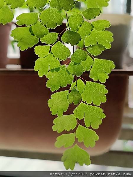 春天嫩綠的蕨類植物在我家／鐵線蕨、箭葉鳳尾蕨、海金沙