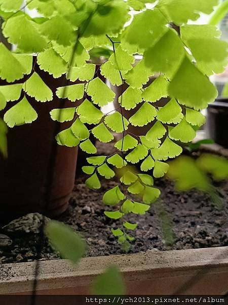 春天嫩綠的蕨類植物在我家／鐵線蕨、箭葉鳳尾蕨、海金沙