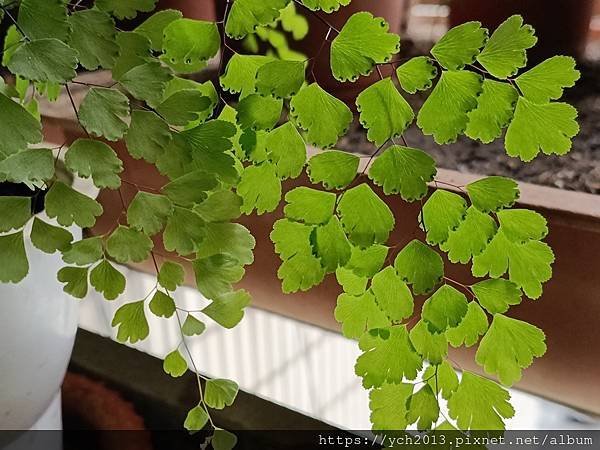 春天嫩綠的蕨類植物在我家／鐵線蕨、箭葉鳳尾蕨、海金沙