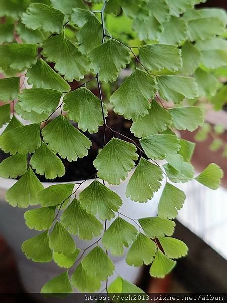 春天嫩綠的蕨類植物在我家／鐵線蕨、箭葉鳳尾蕨、海金沙